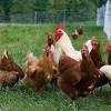 Kami pembekal ayam kampung kacuk hidup dan siap proses. Https Encrypted Tbn0 Gstatic Com Images Q Tbn And9gcrpko3go26lktmmjoimefs0qukf3q1wt4pezs Vkp Ra9jar6 A Usqp Cau