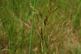 Image result for Agrostis continuata