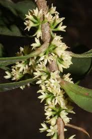 Image result for Myrsinaceae