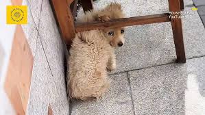 Tears rolling down her cheeks, she wandered around the parking lot looking  for food and safe shelter - YouTube
