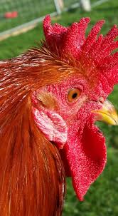 The sicilian buttercup lays only a few small eggs, it isn't particularly friendly, it is fidgety and prone to flying out of its yard and into nearby trees and it is nervous and skittish. Sicilian Buttercup Breed Facts