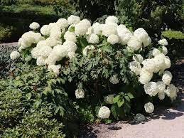 Check spelling or type a new query. Ballhortensie Annabelle Hydrangea Arborescens Annabelle Baumschule Horstmann