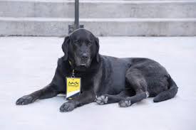 We track the existing market to such articles in the form of capsules, ointments as well as different tools already since longer, have already a lot. Free Images Puppy Urban Black Graffiti Art Canada Vertebrate Labrador Retriever Quebec Sherbrooke Urbain Amalgam Flat Coated Retriever Dog Like Mammal 6000x4000 455669 Free Stock Photos Pxhere