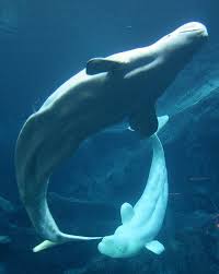Georgia Aquarium In Atlanta Tips For Planning Your Visit I Had The Pleasure Of Getting To Eat Dinner At The Atlanta Aquariu Beluga Whale Whale Ocean Creatures