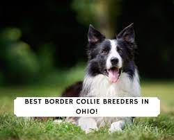 5 Best Border Collie Breeders In Ohio 2021 We Love Doodles