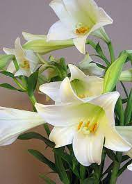 Poisonous House And Garden Plants For Pets And Humans Easter Flowers Easter Lily Beautiful Flowers