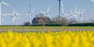 Bestellen kan op info@wannesraps.be tem. Knallgelbe Felder Anbauflache Fur Raps In Schleswig Holstein Schrumpft