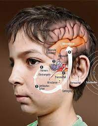 Tinnitus Wie Trotz Stille Im Kopf Ein Schriller Ton Entsteht Gesundheit Bild De
