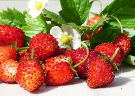 In unserem sortiment finden sie die unterschiedlichsten sorten in verschiedenen größen und farben! Monatserdbeere Alexandria Fragaria Vesca Gartnerei Gartenrot