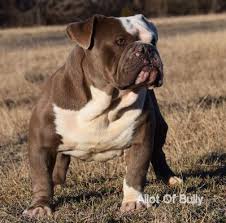 Breeds include poodle, labrador, staffordshire bull terrier and more. Old English Bulldog Kennel