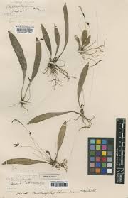 Image result for Disa ochrostachya