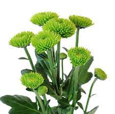 Chrysanthemum Feeling Green Jpg 640 639 Dahlia Flower Arrangements Dahlia Flower Lily Garden