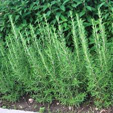 Image result for Rosmarinus officinalis