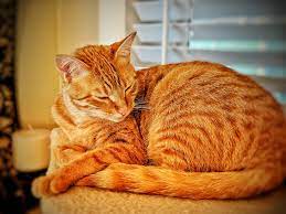 My Majestic Arabian Mau Cat Breeds Cute Animals Cute Cats