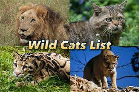 Wild Cats List With Pictures Facts All Types Of Wild Cats