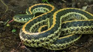 Pet snakes live longer than wild snakes as they aren't predated on. Big Ol Garter Snake Surprise Stinker Youtube