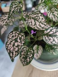 Image result for Hypoestes