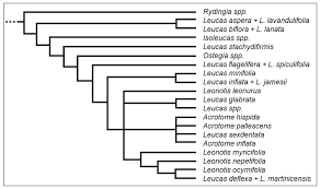 Image result for Leucas sexdentata