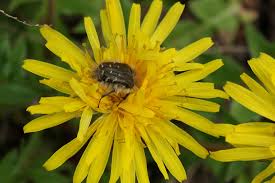 Image result for Tropinota hirta