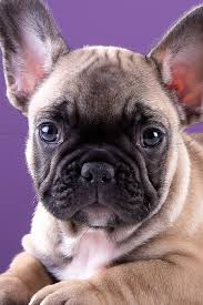 Most popular among our users french bulldog in collection animalare sorted by number of views in the near time. French Bulldog Wallpapers Iphone Mobile Great Love Art