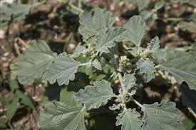 Image result for Chrozophora plicata