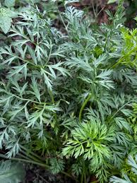 Image result for Physotrichia