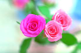 Only the best hd background pictures. Pink Roses Hd Wallpapers Top Free Pink Roses Hd Backgrounds Wallpaperaccess