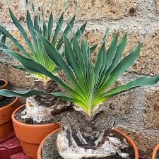 Image result for Boophone