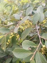 Image result for Bridelia atroviridis