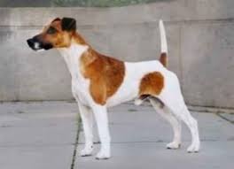 Image result for foxteriér hladkosrstý