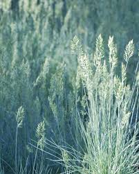 Image result for Festuca