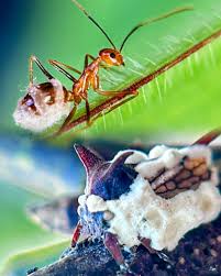 Image result for Oxyrhachis