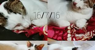 It can be fatal, which is why treatment is vitally important. Avada Kedavra Tips Merawat Virus Parvo Kucing