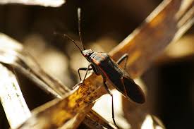 We did not find results for: Box Elder Bug Occasional Invaders Control Pest Control By Terminix