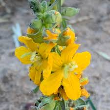 Image result for Alectra picta