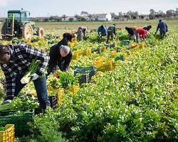 Immagine di Campo agricolo con lavoratori