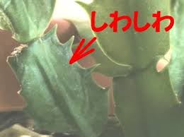 シャコバサボテンの葉がしわしわ 復活する応急処置のやり方を紹介します