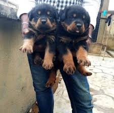 I will pay 100,000 for a male and a female puppy here in lagos. Rottweiler Pups Lagos Free Classifieds In Nigeria