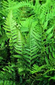 Image result for Athyrium newtonii