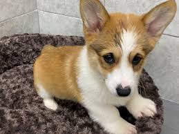 Always ask for the present weight of the puppy to know prior to purchasing if you're really getting a teacup puppy. Pembroke Welsh Corgi Dog Male White Tan 2898660 Petland Katy