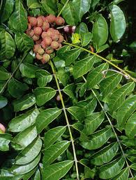 Image result for Trichilia