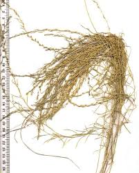 Image result for Thesium thamnus