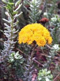 Image result for Hermannia seineri