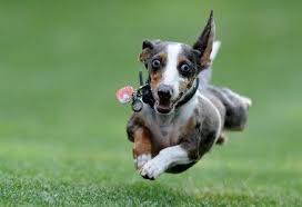 How to calm a dog down. What Can I Give My Dog To Calm Him Down 5 Tips 6 Meds Daily Dog Stuff