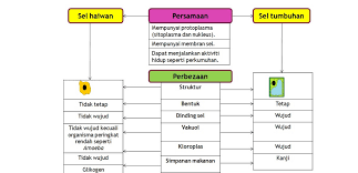 Sel haiwan dan sel tumbuhan sains tingkatan 1. Sains Kbsm Lama Tingkatan 1 Bab 2 Sel Asas Unit Kehidupan Diagram Quizlet