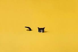 Cat Yellow And Aesthetic Image Cat Photo Yellow Aesthetic Visual Artist