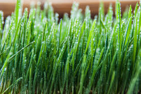 Printre obiceiurile care se practica de sf. Traditii Sf Andrei Si Graul Incoltit