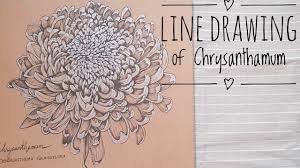 Chrysanthemum drawing flower art drawing japanese chrysanthemum chrysanthemum flower plant drawing japanese flowers flower drawings orchid drawing koi tattoo design. Line Drawing Chrysanthemum Flower Youtube