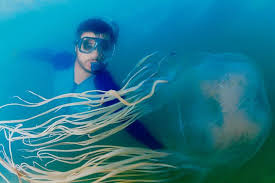 The jellyfish class with the smallest number of species is the cubozoa, or box jellyfish. Vinegar Makes Box Jellyfish Stings Worse Australian Researchers Say Abc News Australian Broadcasting Corporation