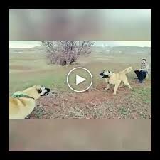 Kangaltv Adli Kullanicinin Kangal Dogs And Woman Kangal Kopegi Ve Kadin Panosundaki Pin Kangal Kopegi Akbas Kopek